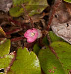 Trailing arbutus